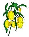 Yellow flowers bluebells. Hand-drawn vector